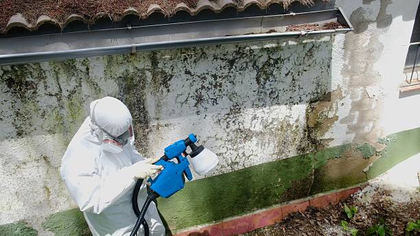 Trusted Commercial Mold Remediation service in East Northport, NY - Cheap Mold Removal